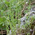 Veronica dillenii Habitus