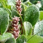 Salix reticulataFlower