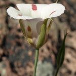 Calochortus venustus 花