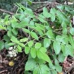 Rubus niveus पत्ता