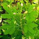 Mimosa pudica Lehti