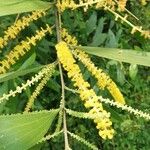 Acacia auriculiformis പുഷ്പം