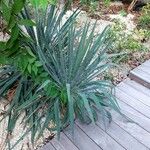 Yucca filamentosa Habit