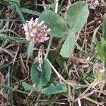 Trifolium fragiferum Çiçek
