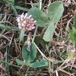 Trifolium fragiferum Λουλούδι