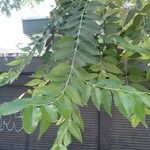 Eucalyptus deglupta Blad