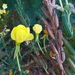 Oenothera biennis Flower