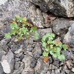 Rumex scutatus Hoja