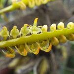 Bulbophyllum scaberulum Blomst