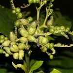 Tournefortia bicolor Fruto