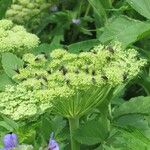 Angelica lucida Flors