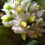 Calyptrochilum emarginatum Λουλούδι