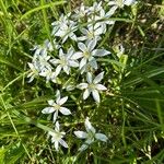 Ornithogalum divergensFlor