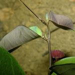 Passiflora gabrielliana Leaf