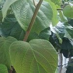 Actinidia deliciosa Hoja