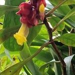 Drymonia coccinea Leaf