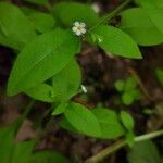 Myosotis sparsiflora Blodyn