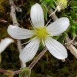 Arenaria grandiflora ফুল
