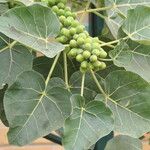 Ficus abutilifolia Frucht