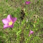 Sabatia campestris موطن