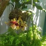 Stanhopea tigrina 花