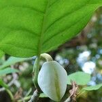 Magnolia sieboldii Цвят