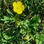 Potentilla aurea Лист