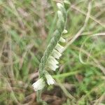 Spiranthes spiralisÕis