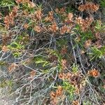 Cistus monspeliensis Blad