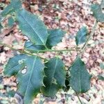 Ilex aquifoliumഇല