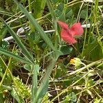 Lathyrus cicera 整株植物