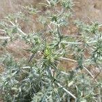 Eryngium campestre葉