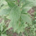 Solidago rugosa Hoja