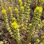 Sideritis montana Fula