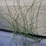 Equisetum ramosissimumBlad