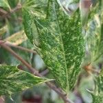 Osmanthus heterophyllus Leaf