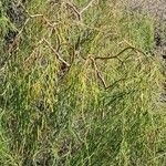 Plocama pendula Leaf