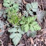 Geum canadense Blad