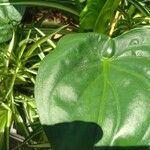 Alocasia cucullata Folha