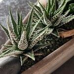 Haworthia fasciata Vivejo