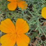 Eschscholzia caespitosa Flor