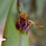 Acianthera decipiens Цветок