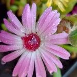 Cleretum bellidiforme Flower
