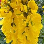 Senna didymobotrya ᱵᱟᱦᱟ