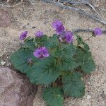 Phacelia calthifolia Habitatea