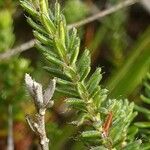 Erica tetralix Hoja