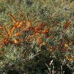 Hippophae rhamnoides Habitus