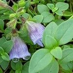 Chaenorhinum origanifolium Blad