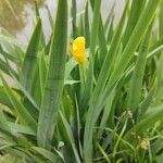 Iris pseudacorus برگ