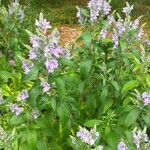 Scutellaria incana Blüte